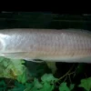 Silver Arowana