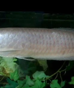 Silver Arowana