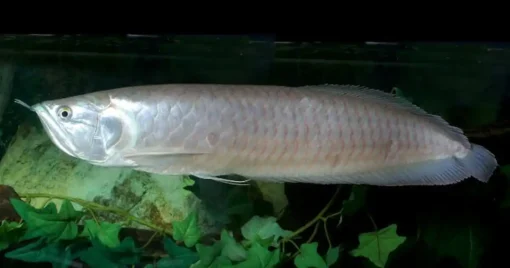 Silver Arowana