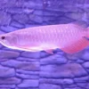 Arowana fish Banjar Red