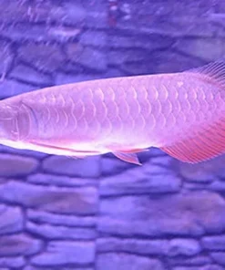 Arowana fish Banjar Red