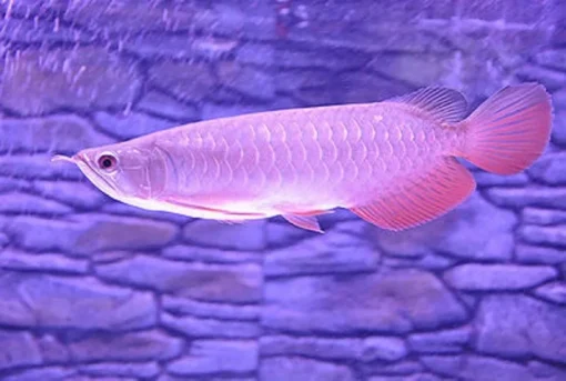 Arowana fish Banjar Red