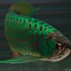 Green Arowana