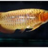 Arowana Fish Gold Crossback