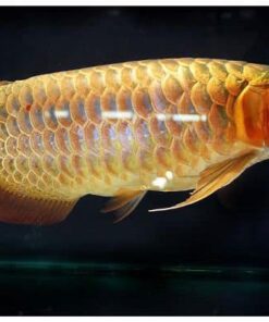Arowana Fish Gold Crossback