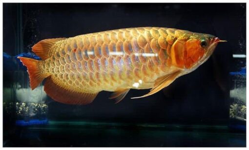 Arowana Fish Gold Crossback