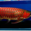 Arowana Fish Super Red