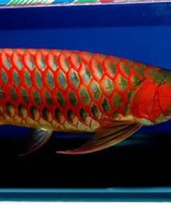 Arowana Fish Super Red