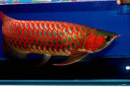 Arowana Fish Super Red