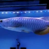 Arowana Fish Blue Base