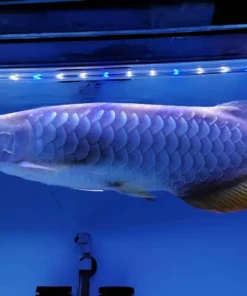 Arowana Fish Blue Base