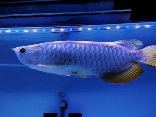 Arowana Fish Blue Base