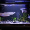 6 Feet Custom Made Arowana Aquarium