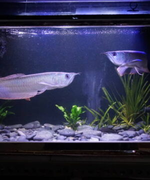 6 Feet Custom Made Arowana Aquarium