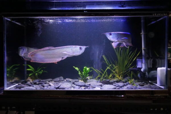 6 Feet Custom Made Arowana Aquarium