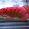 Asian Red Arowana