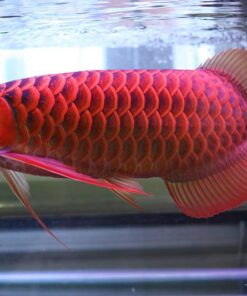 Asian Red Arowana