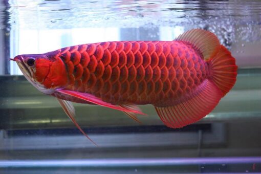 Asian Red Arowana