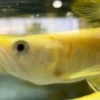 Albino Silver Arowana