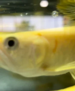 Albino Silver Arowana