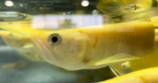 Albino Silver Arowana